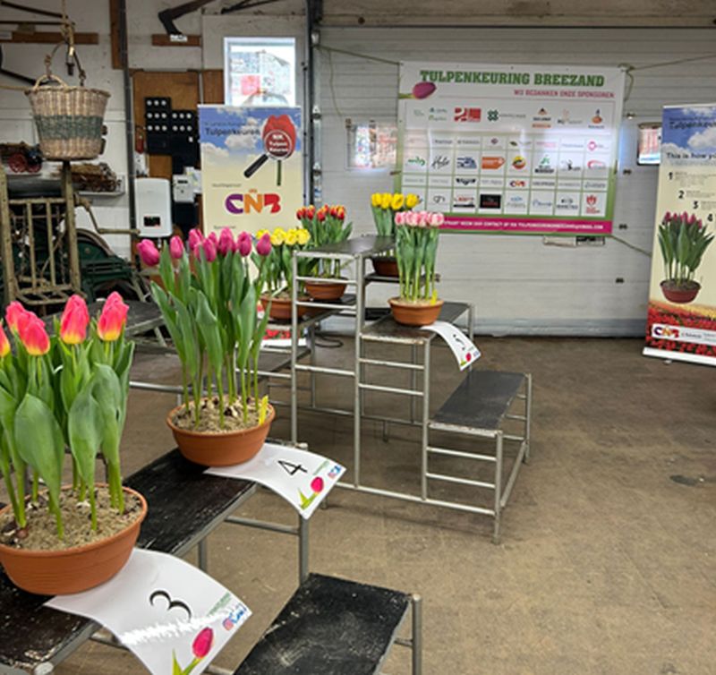 Breezand-4e-keuring-NK_Tulpenkeuren