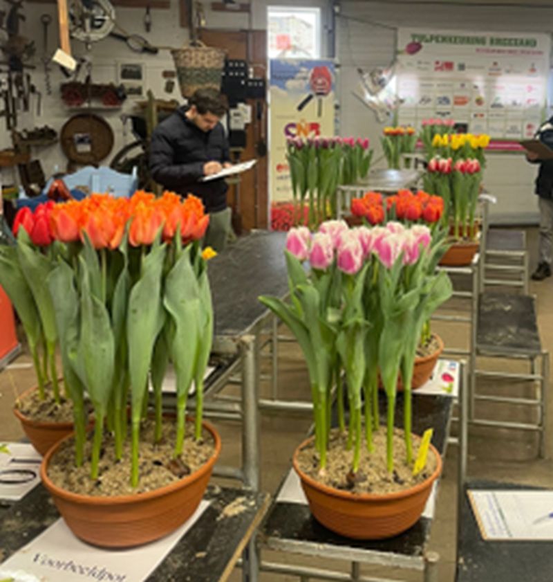 Breezand-5e-keuring-NK_Tulpenkeuren