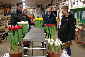 NK tulpenkeuren 3e tulpenbeoordeling Breezand