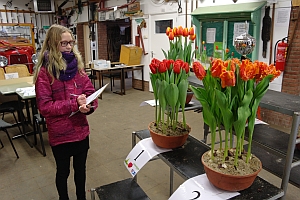 NK tulpenkeuren 3e tulpenbeoordeling Breezand