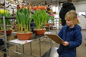 NK tulpenkeuren 3e tulpenbeoordeling Breezand