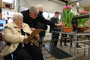 NK tulpenkeuren 3e tulpenbeoordeling Breezand