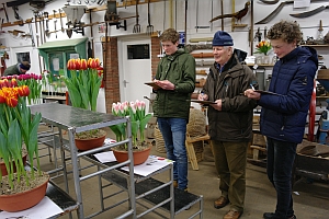 NK tulpenkeuren 6e tulpenbeoordeling Breezand