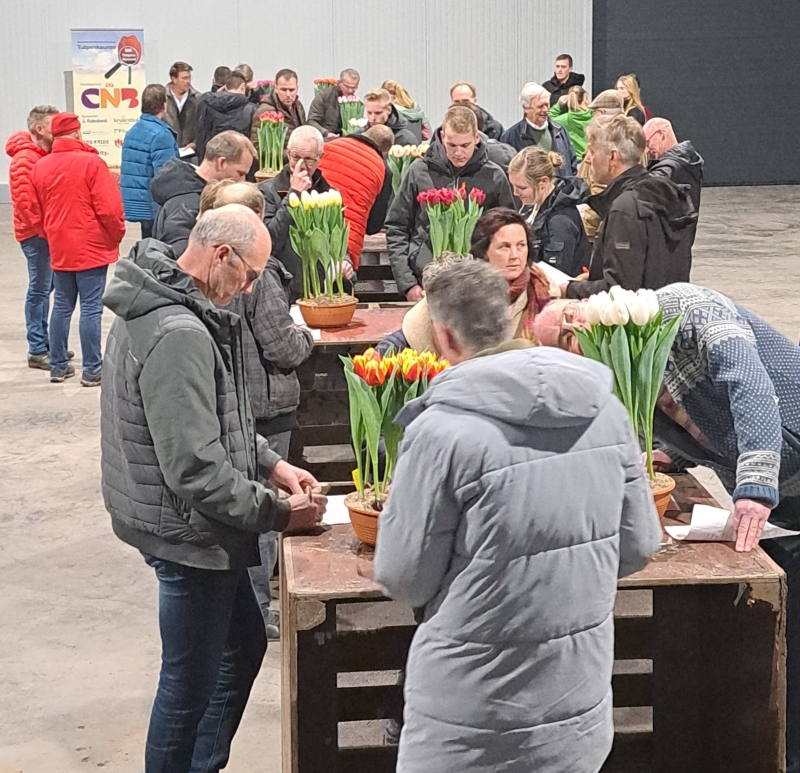 NK-Tulpenkeuren-Kennemerland-02-02-23