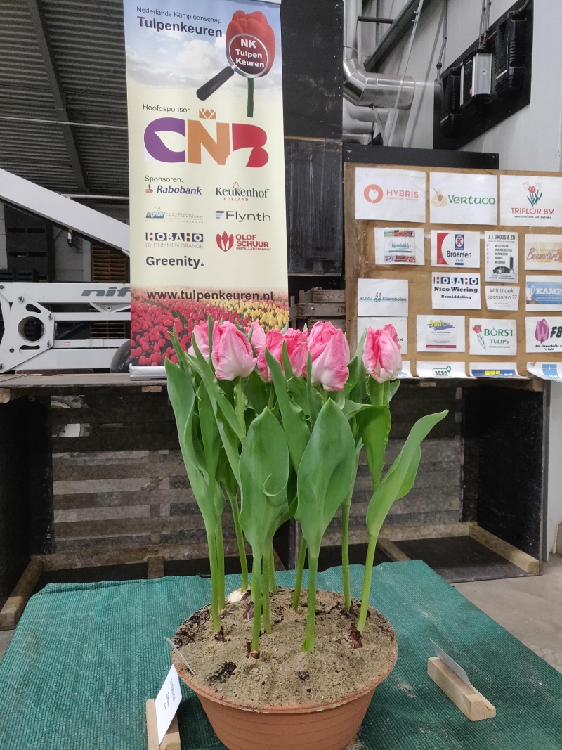 Niedorp-NK-Tulpenkeuren-4e-keuring